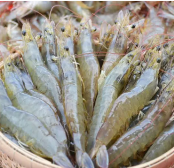 White Shrimp Export Seafood Fresh and boiled Vannamei Packaging Made In Vietnam Trading Frozen 4