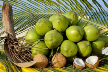 2023 Hot Selling! Fresh Green Coconut Wholesale Price High Export Standard for Drinking and Cooking Viet Nam Tropical Fruit 6