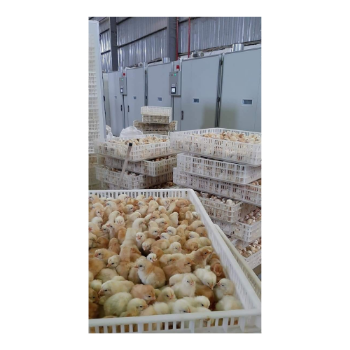 Low MOQ Industrial Cabinet Automatic Egg Incubator for Duck poultry farm Customized Service Made In Vietnam 2
