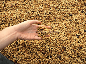 Green Robusta Coffee Beans- High Quality 100% Pure Robusta Coffee from Vietnam with Affordable Price for Wholesalers 2