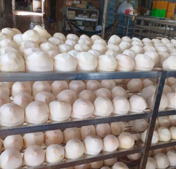 Fresh Green Coconut Premium Quality for Drinking and Cooking Wholesale Price from Viet Nam Manufacturer 5