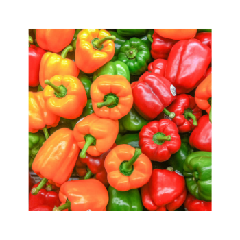 Hot Item Fresh Bell Pepper 100% Natural Capsicums Tropical & Sub-Tropical Fruit Packed In Box Vietnam Manufacturer 6