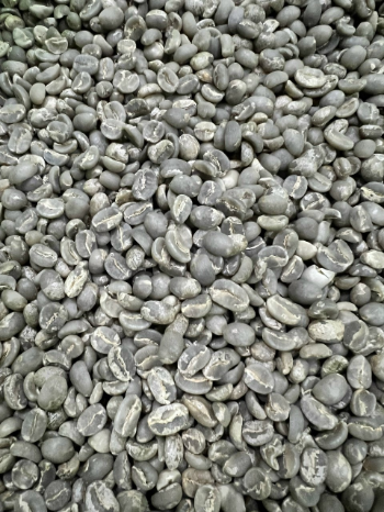Moka Arabica Green Bean Coffee Good price Raw Combinatory ISO220002018 jute bag (net 60 kg) Vietnam Manufacturer 6