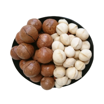 Wholesales Premium Grade High Quality Macadamia Nuts With Shell Raw Organic Bulk Nuts Macadamia Nuts From Vietnam Manufacturer 2