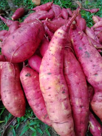 Sweet Potato High Specification new crop using for many purposes TCVN packing in carton Made in Vietnam Manufacturer 8