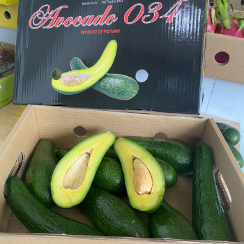 Tropical Fruit Avocado Fast Delivery Viettropical Fruit For Export Us Haccp Carton Box Vietnamese Manufacturer 6