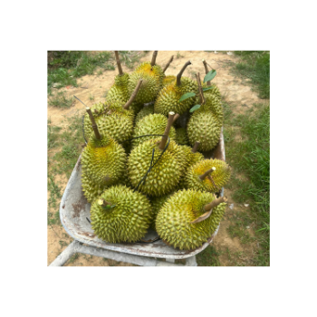 Fast Delivery Fresh Durian Ri6 Eat Directly Sweet And Fatty Taste Organic Packed In Box Vietnamese Manufacturer 8