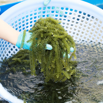 Dry Sea Grape Green Food Fresh Seaweed Lato Seaweed Best Quality Sea Food Seaweed Vegetables OEM Packing From Viet Nam 4