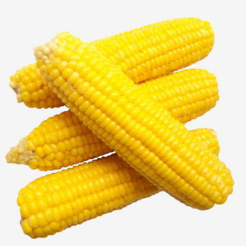 Viet Nam High Quality Yellow Corn Max Animal Style Storage Color Origin Type Dried Grade Product Place Maize MOISTURE Condition 7