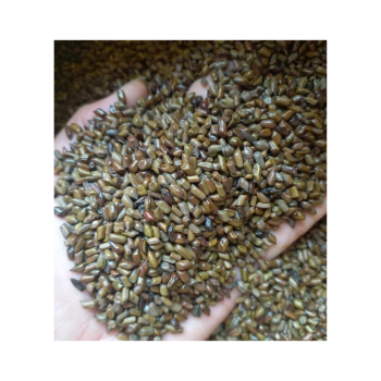 Fast Delivery Cassia Tora Seed Hot Selling Odm Service International Standard Seed Pod Natural Organic Vietnam Manufacturer 4