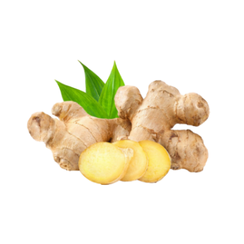 Good Quality Ginger Harvesting Natural Fresh High Nutrients Organic Natural Yellowish Vietnamese Manufacturer 6