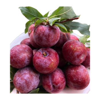 Bluish - Purple Plums Good price new crop using for many purposes TCVN packing in carton from Vietnam Manufacturer 3