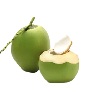 High Export Standard Fresh Green Coconut Wholesale Price 2023 Hot Selling! for Drinking and Cooking Viet Nam Tropical Fruit 3