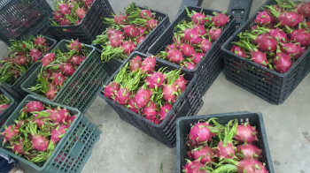 Dragon Fruit 100% Organic High Quality Healthy Viet Tropical Fruit Carton Box Vietnamese Manufacturer 8