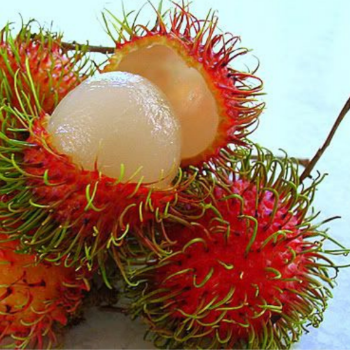 Rambutan Healthy Haccp Fast Delivery Viet Tropical Fruit Customized Packaging Made In Vietnam Manufacturer 1