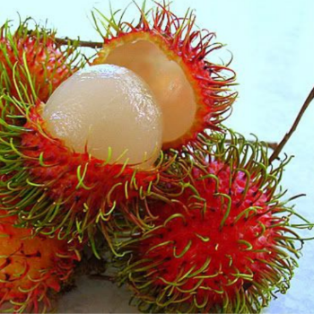 Rambutan Healthy Haccp Fast Delivery Viet Tropical Fruit Customized Packaging Made In Vietnam Manufacturer