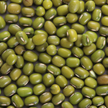 Wholesale Mung Bean Bean  Good Choice  Organic Using For Food Vinagreen Carton Box Plastic Wrap Made In Vietnam Manufacturer 4