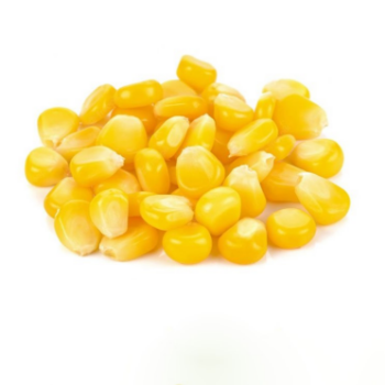 Viet Nam High Quality Yellow Corn Max Farm Style Storage Color Origin Type Dried Grade Product Place Maize MOISTURE Condition 4