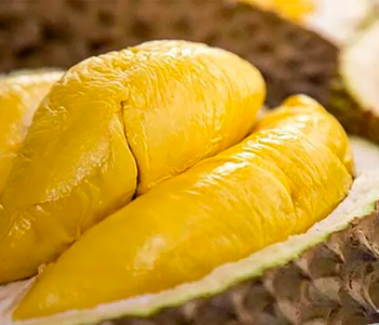 Fresh Durian Fruit Vietnam High Quality For Export Fresh Durian - supplier in Vietnam 4