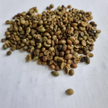 Coffee Beans Raw Robusta S13 Coffee Good Price & Best Choice Purity Using For Making Food And Beverage No Preservatives Packed In Bag From Vietnam  2