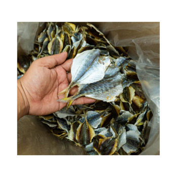 Fish Drying Oven Dried Yellow Tail Scad Fish Export Ly Huynh Competitive Price Tasty Vacuum Pack Vietnamese Manufacturer 6