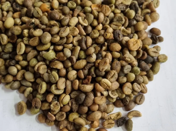 Coffee Beans Raw Robusta S13 Coffee Good Price & Best Choice Purity Using For Making Food And Beverage No Preservatives Packed In Bag From Vietnam  3