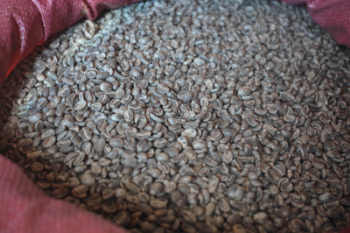 Moka Green Coffee Beans Arabica High Quality Organic Drinkable ISO220002018 60 kg/jute bag from Vietnam Manufacturer 4