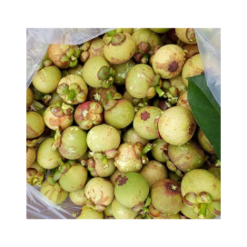 Good Quality Fresh Mangosteen 100% Natural Organic Good For Health Packed In Box Vietnam Manufacturer 3