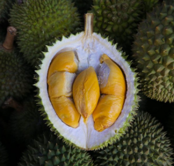 Durian Season in Vietnam - Fresh Durian Fruits for Sale Fresh Durian from Vietnam Quality Tropical Style GAP Weight Origin Type 2