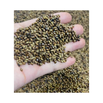 Cassia Tora Seeds Vietnam High Quality Odm Service International Standard Safe For Health Natural Organic Vietnam Manufacturer 5