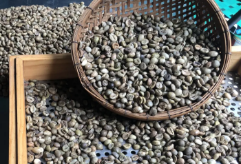 Raw Coffee Beans Robusta Coffee S18 - High ripening rate First Class Grade Good Price Natural No Preservatives 3