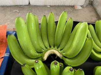 Tropical Fruit CAVENDISH Banana Green Fresh Style Wholesale Yellow Banana Organic Products Ready To Export 100% Natural From Vietnam Manufacturer 3