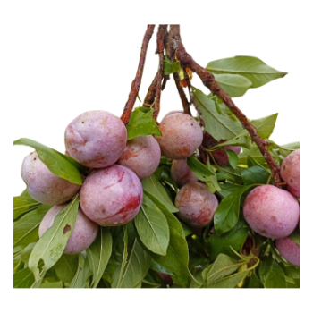 Dark Fresh Plum Variety Agricultural Products using for many purposes TCVN packing in carton Made in Vietnam Manufacturer 5