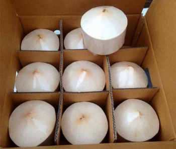 Fresh Young Coconut Wholesale for Drinking and Cooking Premium Quality from Viet Nam Manufacturer 1