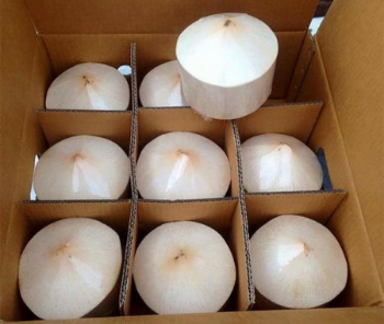 Fresh Young Coconut Wholesale for Drinking and Cooking Premium Quality from Viet Nam Manufacturer