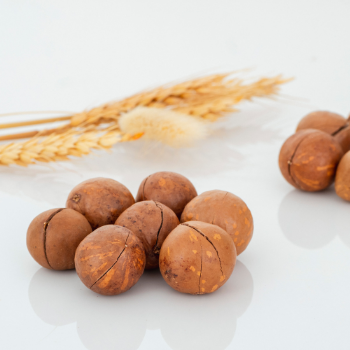 OEM Service In-Shell Macadamia Nuts Raw Organic High Quality ISO Certification From Viet Nam 4