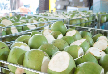 Fresh Green Coconut Wholesale Price 2023 Hot Selling! Premium Quality for Drinking and Cooking Viet Nam Tropical Fruit 5