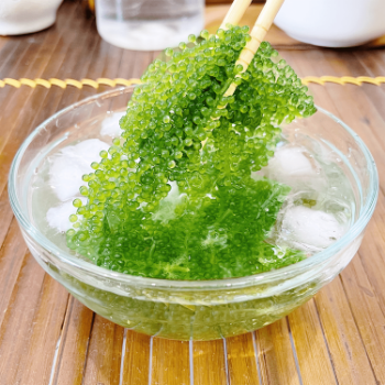 Salted Sea Grapes GREEN FOOD Dehydrated Seaweed Organic Umibudo Green Caviar Caulerpa - 100 grams 5