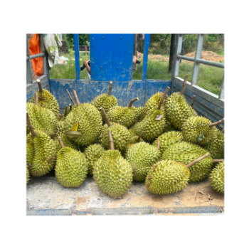 Hot Pick Fresh Durian Monthong Eat Directly Sweet And Fatty Taste Organic Packed In Box From Vietnam Manufacturer 3