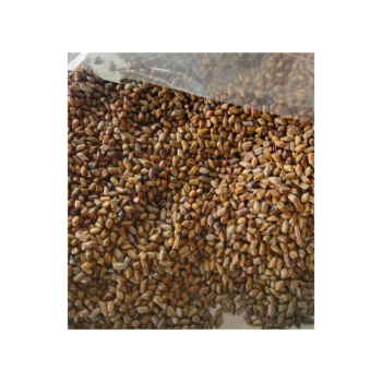 Cassia Tora Seeds Vietnam High Quality Odm Service International Standard Safe For Health Natural Organic Vietnam Manufacturer 6