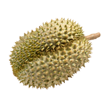 Durian Fresh Hot SellingTropical Fruit Using For many purposes TCVN packing in carton Asian Manufacturer 5