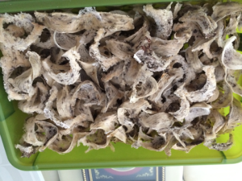 Raw Bird's Nest High Quality Cleaned Edible Certificate Of Food Safety Condition Box 100Gram Made In Vietnam Manufacturer