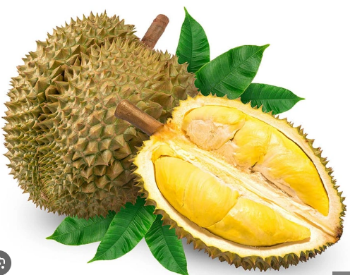 HIGH QUALITY FRESH DURIAN from VIETNAM Yellow Premium Tropical Style COLOR Cut Weight Origin Type Flesh Variety Size Grade ISO 4