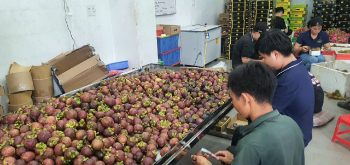 Tropical Fruit Passion Fruit For Export Us 100% Organic Good Price Wholesales Fresh Carton Box Vietnam Manufacturer 6