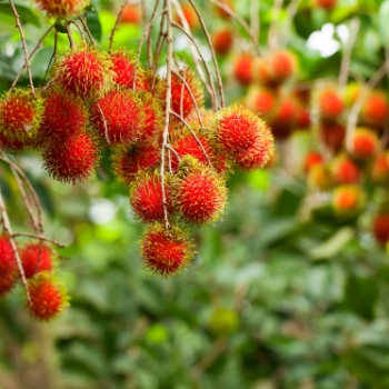 Frozen Rambutan Organic Fruits High Quality Nutritious Follow the Customer's Requirement from Vietnam Manufacturer 6