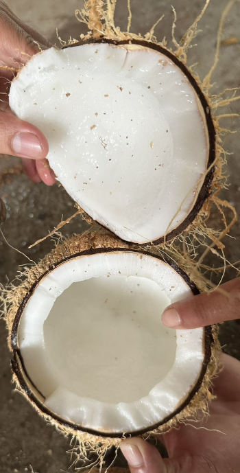 100% Natural Dried Coconut Semi-Husked Hot Selling From Vietnam Nutrition Juicy Thick Meat Sweet Water Agriculture 2