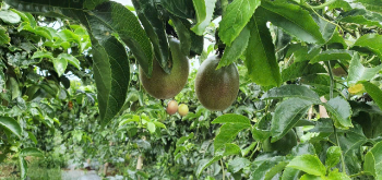 Whole Passion Fruit For Export Us Haccp Reasonable Price Wholesales Fresh Customized Packaging Made In Vietnam Manufacturer 8