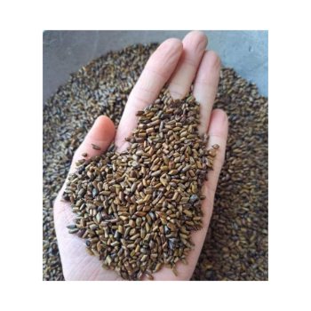 Cassia Tora Seed Low Moq Odm Service Premium Grade Safe For Health Natural Organic Made In Vietnam Manufacturer 5