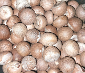 Good For Health Wholesale Competitive Price Price High Quality Dried Areca Nut Berries Betel Nuts From Vietnam Manufacturer 6