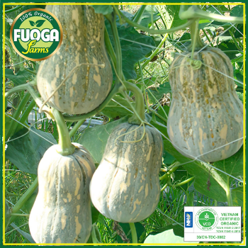 organic pumpkin Good choice good taste using for food packing in carton Made in Vietnam Manufacturer 8